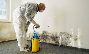 Best Mold Damage Restoration in Anamosa, IA